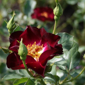 Pоза Маршрут 66 - бяло - лилав - Рози Флорибунда